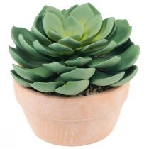 Produkt Sukulent w doniczce Echeveria sztuczna zieleń Ø15cm