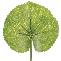Produkt Galax Urceolata Liście Sztuczne Zielone Ø10cm L23cm 12 szt
