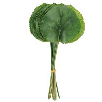 Produkt Galax Urceolata Liście Sztuczne Zielone Ø10cm L23cm 12 szt
