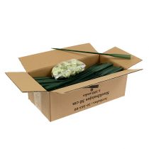 Produkt Rurki aranżacyjne 30cm x 1,5cm 100 sztuk