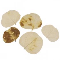 Produkt Dekoracja z suszonych liści Moneta Suchy krem florystyczny 100g