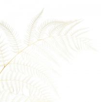 Produkt Suszona dekoracja paprociowa bielona paproć orlicowa W75cm 10szt
