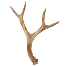 Produkt Sztuczne poroże, realistyczne, rustykalne, 32 cm