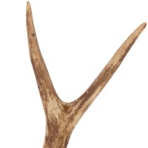 Produkt Sztuczne poroże, realistyczne, rustykalne, 32 cm