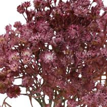 Produkt Gypsophila Gypsophila Gypsophila sztuczny fiolet 35cm 5 szt