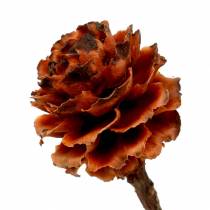 Produkt Glabrum II (1) 25 szt