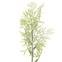 Produkt Gałązka szparaga ozdobna, naturalny dodatek do bukietów, 34 cm, 7 sztuk