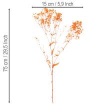 Produkt Bukiet suszonych kwiatów gipsówki 75cm 100g