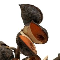 Produkt Hakea średnia naturalna 5-9 główek na gałązkę 20 szt