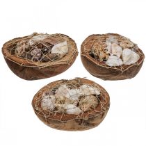 Połówka kokosa deco muszle muszle ślimaków deco 18–19cm 3szt