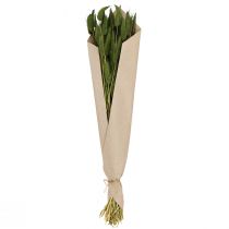 Produkt Suszona trawa ozdobna (Lagurus) zielona, 50-60 cm, 50 g, suszone kwiaty