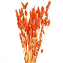Produkt Ogon Królika Trawa Lagurus Suszona Pomarańcza 50-60cm 50g