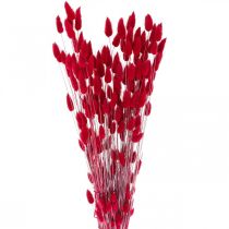 Produkt Króliczy Ogon Trawa Lagurus Suszona Czerwona 60cm 50g