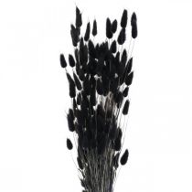 Produkt Ogon Królika Trawa Lagurus Suszony Czarny 60cm 50g