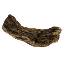 Korzeń drewna natura 6cm-13cm 500g