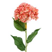 Produkt Hortensja różowa 80cm 1 szt