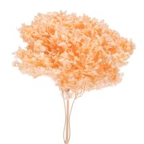 Produkt Bukiet suszonych kwiatów hortensji do eleganckich dekoracji kwiatowych w domu, 65 cm