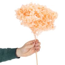 Produkt Bukiet suszonych kwiatów hortensji do eleganckich dekoracji kwiatowych w domu, 65 cm