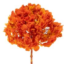 Produkt Hortensja, konserwowana i barwiona, duży kwiat z długą łodygą, 60 cm