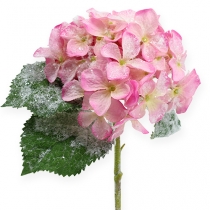 Hortensja różowa z efektem śniegu 25cm