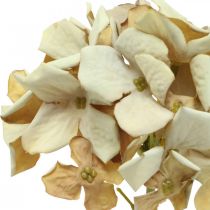 Hortensja sztuczny kwiat brązowa, biała jesienna dekoracja kwiat jedwabiu wys.32cm