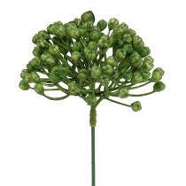 Produkt Pąki hortensji 22cm zielone 12 szt