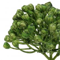 Produkt Pąki hortensji 22cm zielone 12 szt