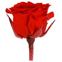 Produkt Róże Infinity Real Flowers Mini Główki Róż Czerwone Ø3cm 16 szt