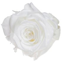 Produkt Róże Infinity Prawdziwe Główki Róż Mini Róże Białe Ø3cm 16 szt