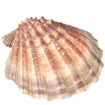 Produkt Prawdziwe przegrzebki naturalne – morski klimat naturalny 1 kg