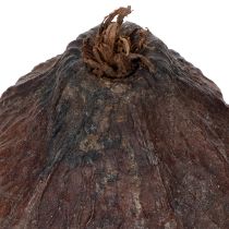 Produkt Owoce kakaowca naturalne 10-18 cm 15 sztuk