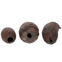 Produkt Owoce kakaowca naturalne 10-18 cm 15 sztuk