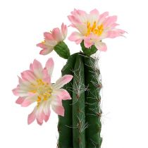 Kaktus w doniczce z kwiatem różowy wys. 21cm