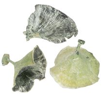 Produkt Kalix Mushroom Green, White Washed 100 szt.