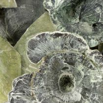 Produkt Kalix Mushroom Green, White Washed 100 szt.