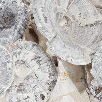 Produkt Kalix Mushroom White Washed 100 szt.