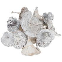 Produkt Kalix Mushroom White Washed 100 szt.
