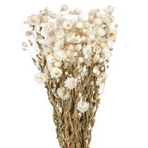 Produkt Suszone kwiaty rumianku Kwiaty dekoracyjne Biały bukiet 65cm 50g