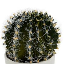 Kaktus w doniczce zielony 14cm