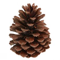 Produkt Szyszki Pinus Maritima Dekoracja szyszek sosny morskiej 12-13cm 3 szt