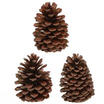 Produkt Szyszki sosnowe Pinus Maritima szyszki sosnowe ozdobne 12-13 cm 3 szt.