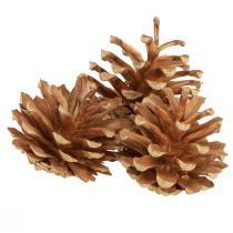 Produkt Szyszki Sosna zwyczajna Pinus sylvestris W3–5cm 1kg