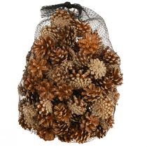 Produkt Szyszki sosnowe Pinus sylvestris H3–5cm 1kg