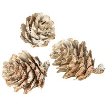 Produkt Szyszki sosnowe bielone, dekoracja z małych szyszek w siatce, 2,5-3,5 cm, 500 g