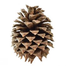 Produkt Szyszki sosnowe Redlica sosnowa naturalna Ø13cm W18cm 1 szt