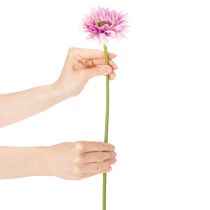 Produkt Sztuczne kwiaty ogrodowe Gerbera, fioletowe, 47 cm, 6 sztuk