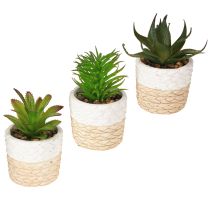 Produkt Sztuczne sukulenty w doniczce ceramicznej 12,5 cm 3 szt.