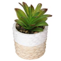 Produkt Sztuczne sukulenty w doniczce ceramicznej 12,5 cm 3 szt.