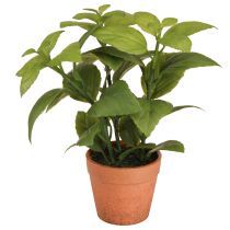 Produkt Sztuczna Bazylia w Doniczce Doniczka na Zioła Sztuczna Roślina 22cm 2szt