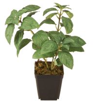 Produkt Sztuczna bazylia w doniczce zioła w kolorze zielonym wys. 22 cm